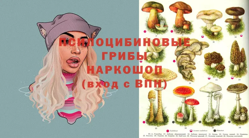 кракен ссылки  Зарайск  Галлюциногенные грибы Cubensis 